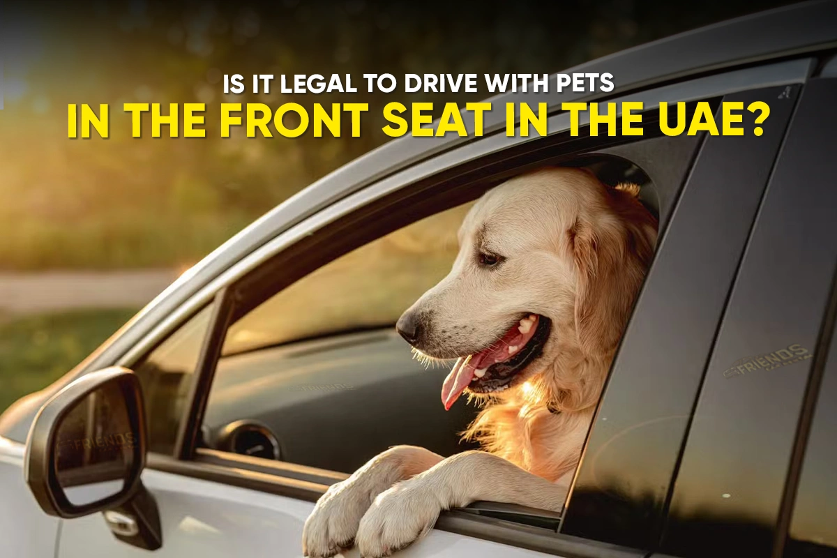drive-with-pet-front-seat-uae-legal